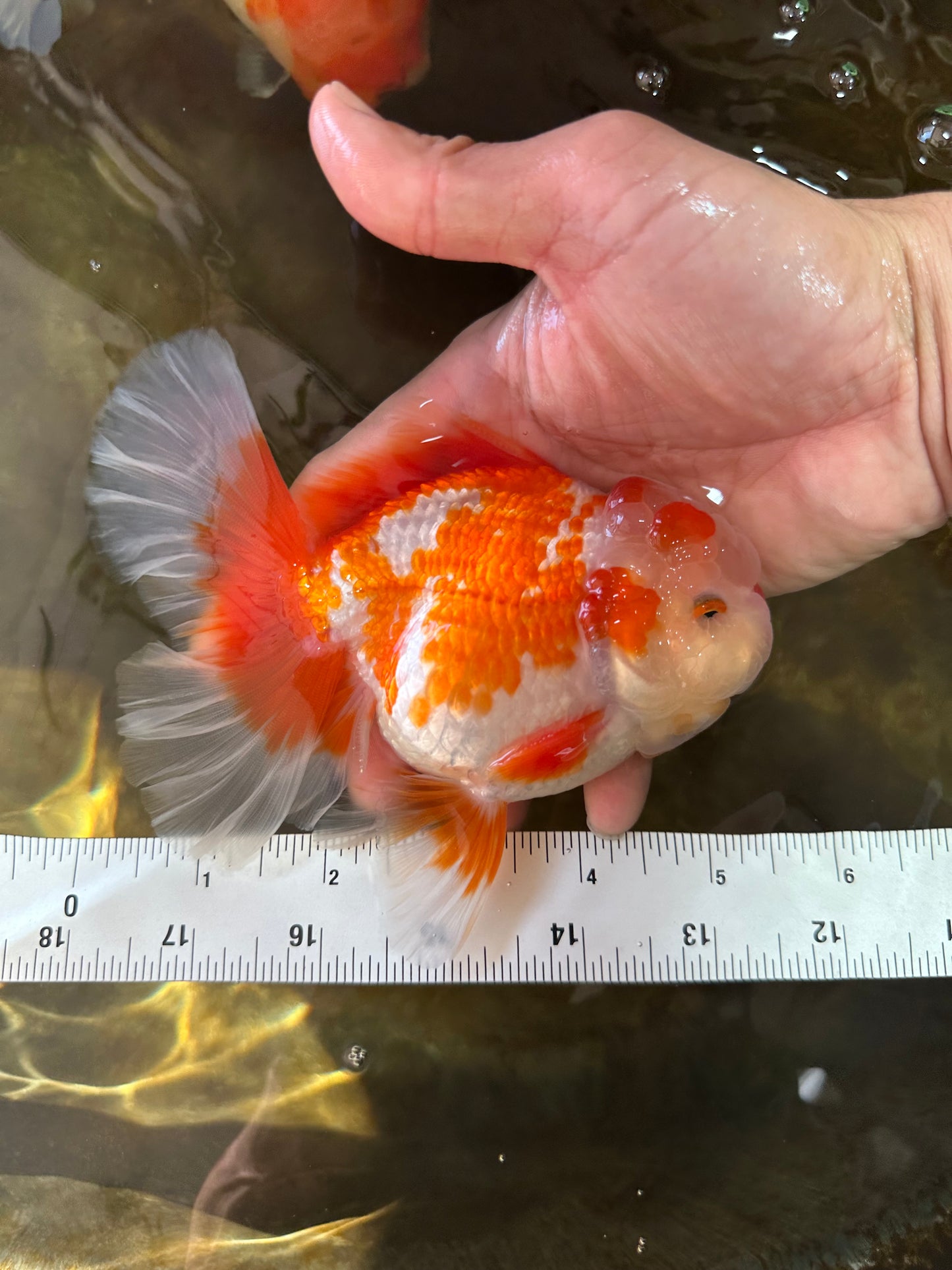 SHOW GRADE Won Runner 2nd Red White Oranda Male 5.5 inches Trophy Included #062025OR_01