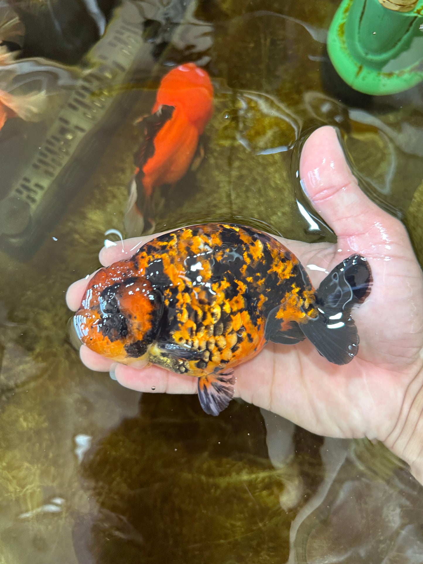 AAA Grade Tiger LionKing 5 inches #081525LC_02