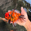 CHARLIE AAA Grade Beautiful Tiger Oranda Male 6-6.5 inches #061926OR_17