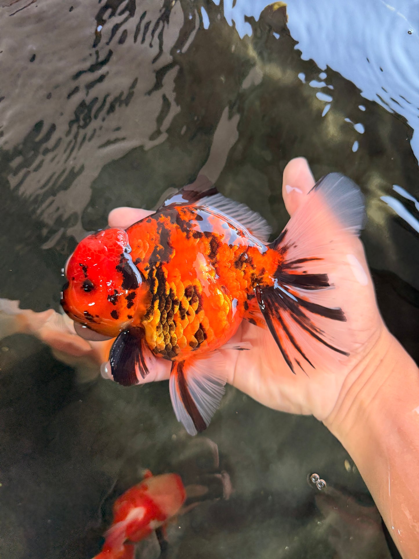 CHARLIE AAA Grade Beautiful Tiger Oranda Male 6-6.5 inches #061926OR_17
