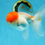A Grade Red Cap Oranda Male 5.5 inches #062725OR_21