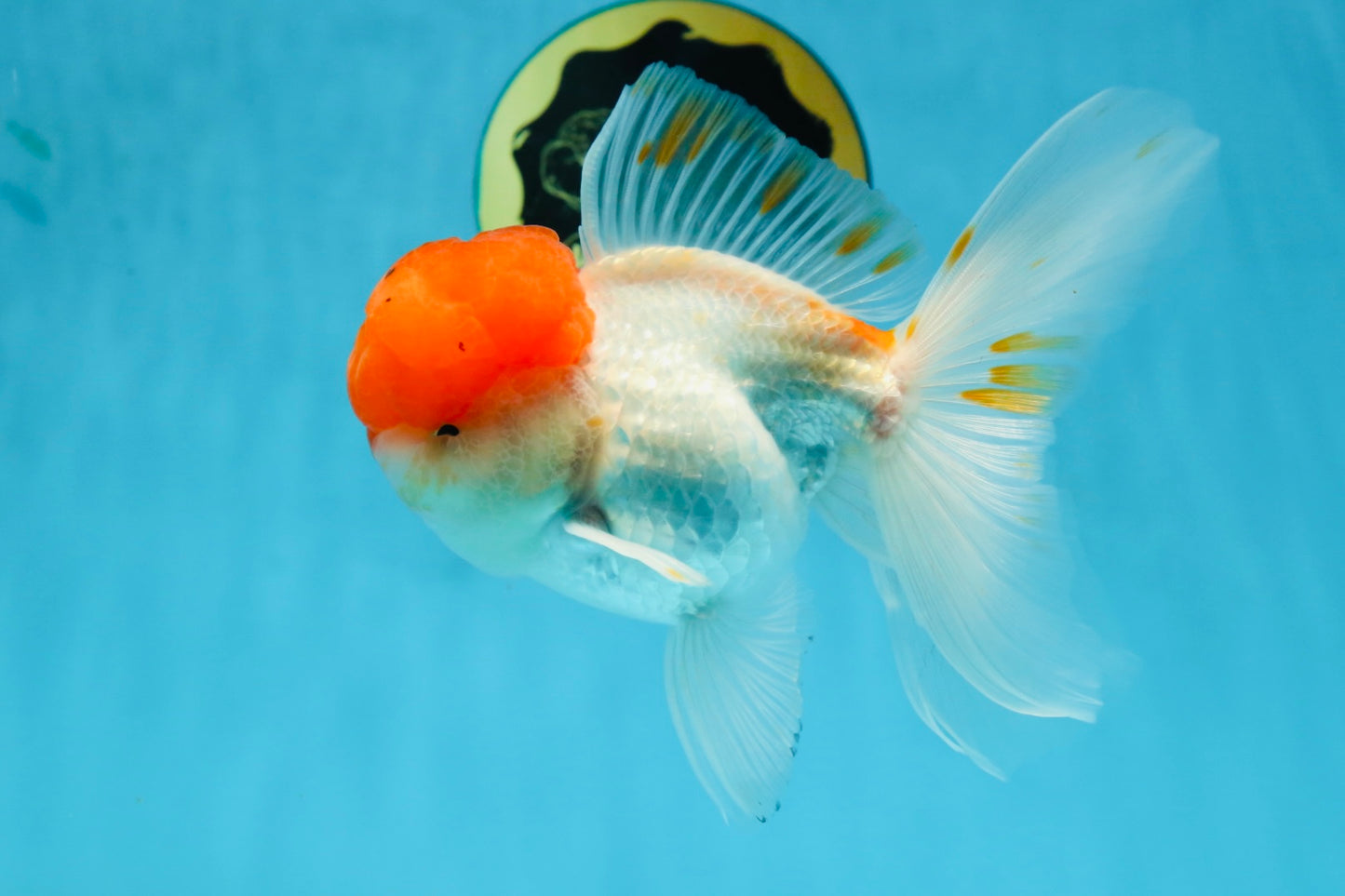 A Grade Red Cap Oranda Male 5.5 inches #062725OR_21