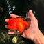 CHARLIE A Grade Apache Oranda Female 5 inches #041726OR_06