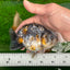 Kirin Ranchu High Back Female 4.5 inches #1004Rc_06