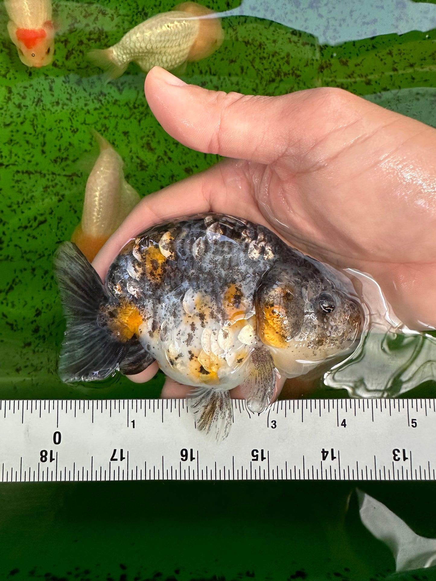 Kirin Ranchu High Back Female 4.5 inches #1004Rc_06