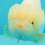 Fluffy Snow Wen Red White Lionchu Female 3.5 inches #1011LC_21