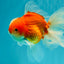 CHONKY A Grade Red White Oranda Male 6 inches #081426OR_06