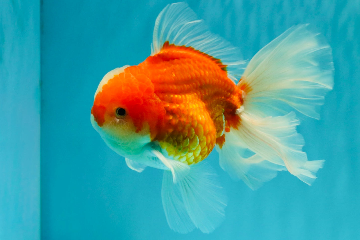 CHONKY A Grade Red White Oranda Male 6 inches #081426OR_06