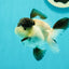 Cute Black Tancho Panda Oranda Male 3.5 inches #102524OR_19