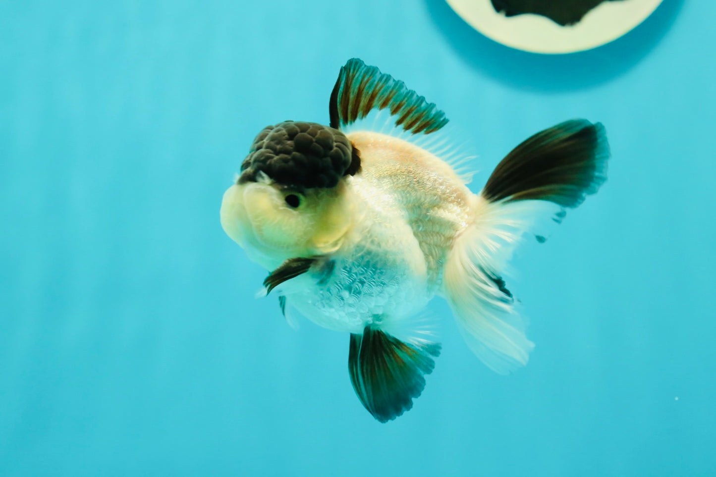 Cute Black Tancho Panda Oranda Male 3.5 inches #102524OR_19