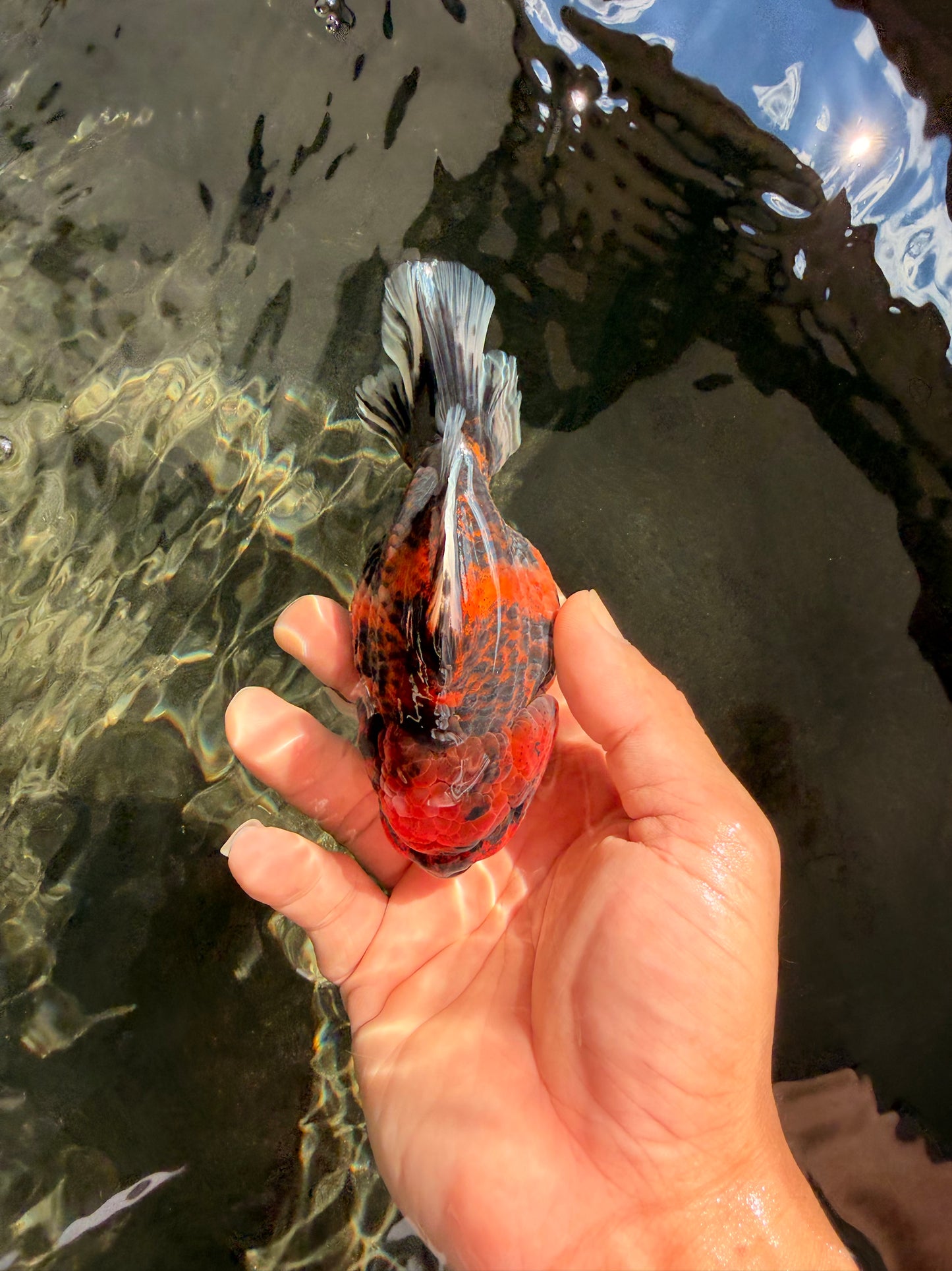 AAA Grade Tiger Yuanbao Male 4.5 inches #061926YB_37