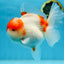 A Grade BIG WEN Kohaku Sakura Oranda Female 6-6.5 inches #091225OR_15