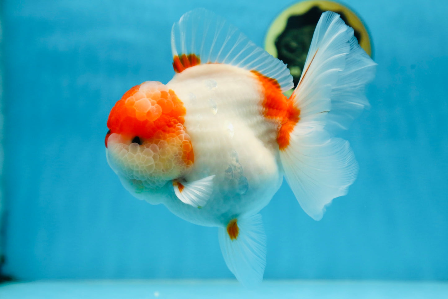 A Grade BIG WEN Kohaku Sakura Oranda Female 6-6.5 inches #091225OR_15