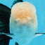 Panda Oranda de grado AAA macho 5,5 pulgadas #0906OR_31