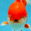 A Grade Red White Oranda Male 5.5-6 inches #080825OR_17