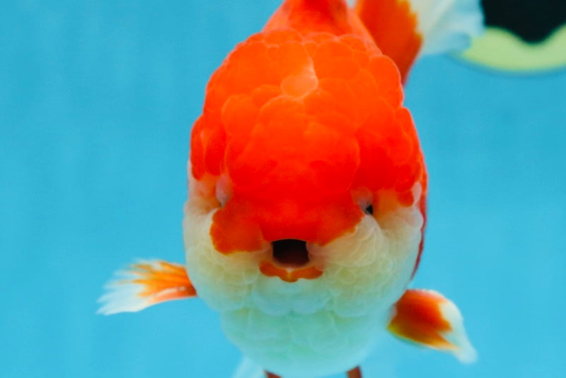 A Grade Red White Oranda Male 5.5-6 inches #080825OR_17