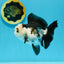 Panda Oranda Female 4.5 inches #112924OR_14