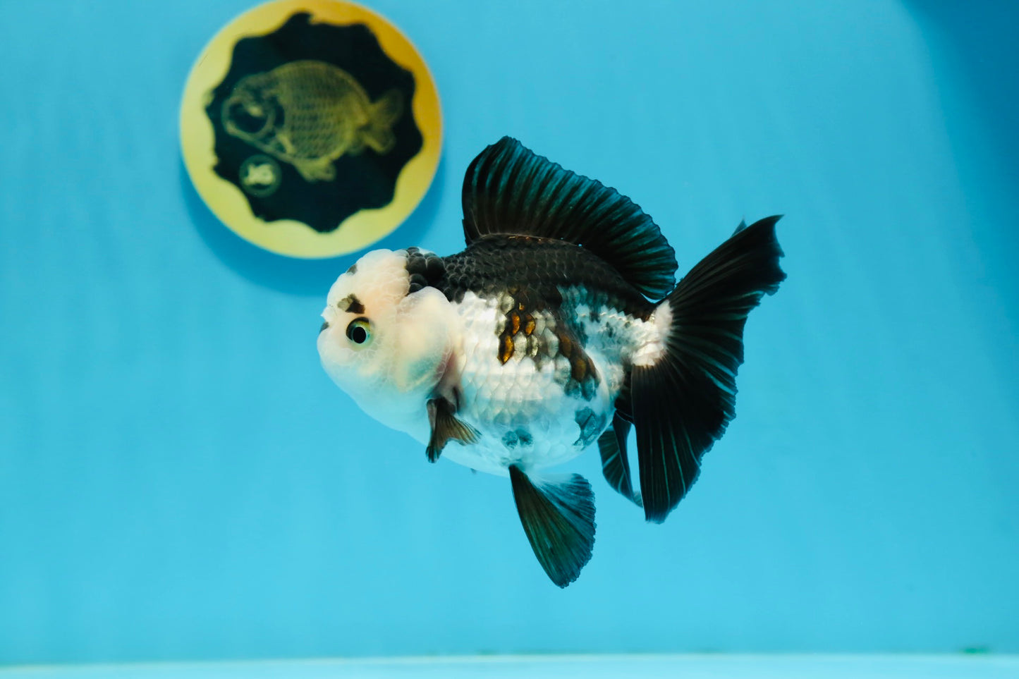 Panda Oranda Female 4.5 inches #112924OR_14