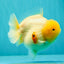 BEAUTY AAA Grade White Sakura Yuanbao Male 5 inches #092526YB_07