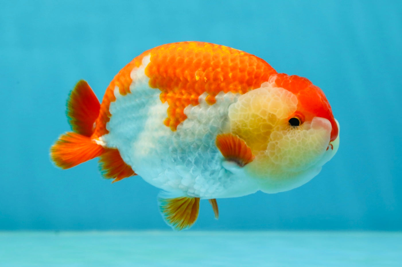 AAA Grade Red White LionKing 4.5 inches #050925LC_14