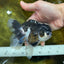 Panda Oranda Female 5-5.5 inches #053025OR_29