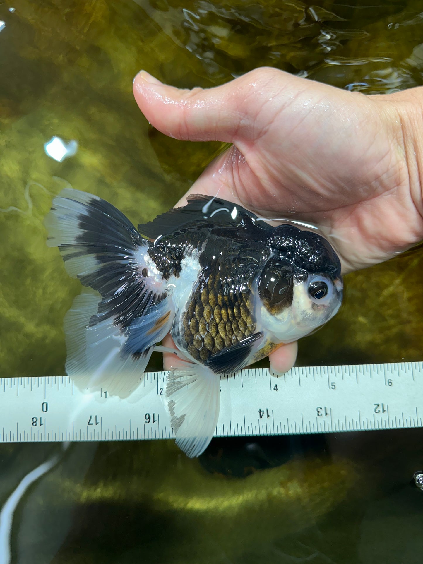 Panda Oranda Female 5-5.5 inches #053025OR_29