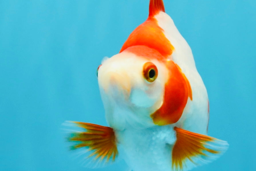 AAA Grade Red White Ryukin Female 4-4.5 inches #032726RK_25