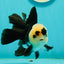 A Grade UNIQUE Lemonhead Panda Button Eyes Oranda Male 4.5-5 inches #1018OR_23