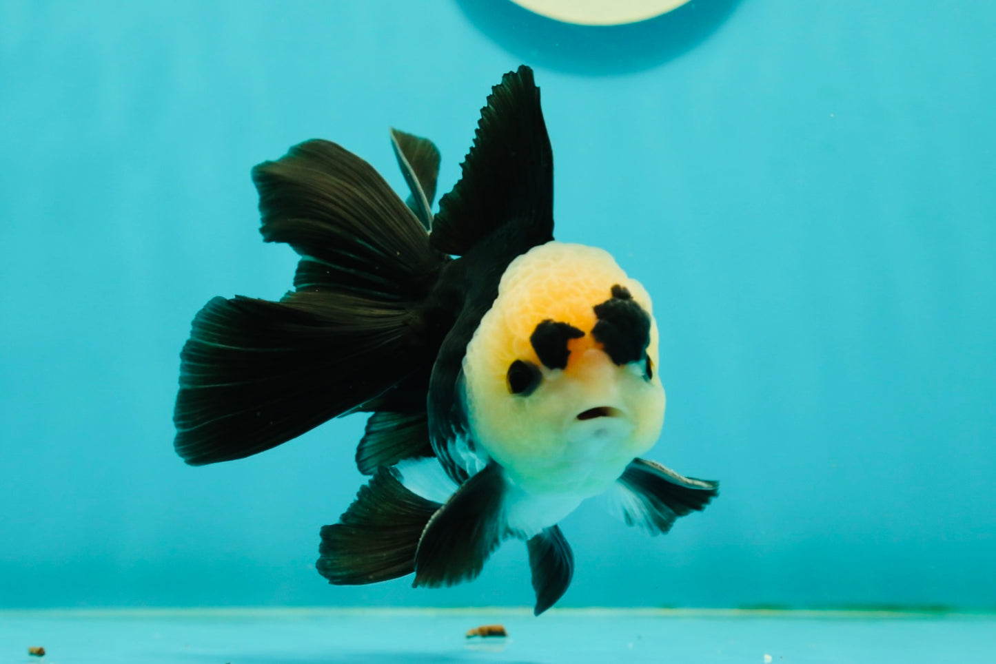 A Grade UNIQUE Lemonhead Panda Button Eyes Oranda Male 4.5-5 inches #1018OR_23