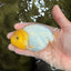 White Lionchu Female 4-4.5 Inches #100226LC_18