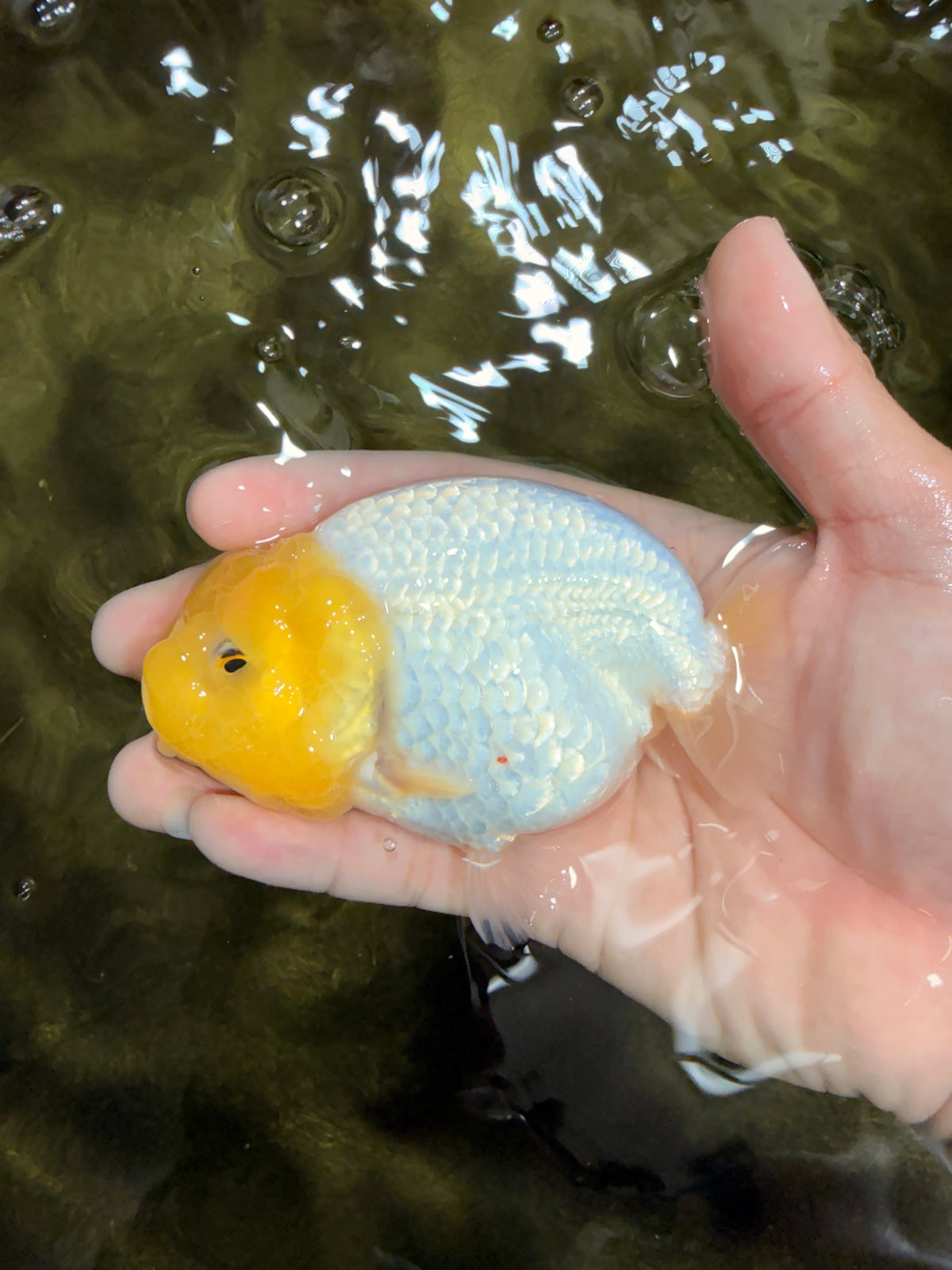 White Lionchu Female 4-4.5 Inches #100226LC_18