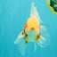 A Grade Lipstick Kohaku Red White Oranda Male 5.5 inches #102326OR_19