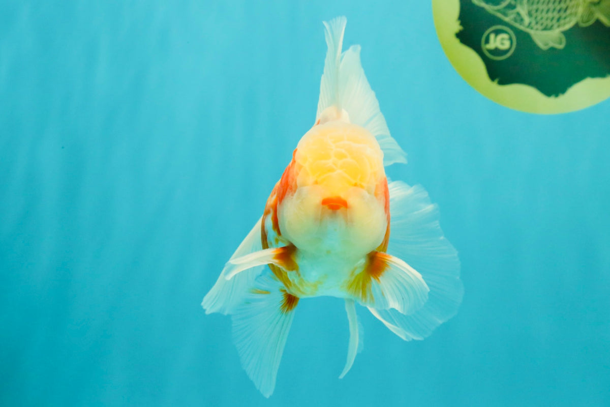 A Grade Lipstick Kohaku Red White Oranda Male 5.5 inches #102326OR_19