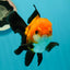 Apache (Black Orange) Oranda Female 4.5 inches #110124OR_05