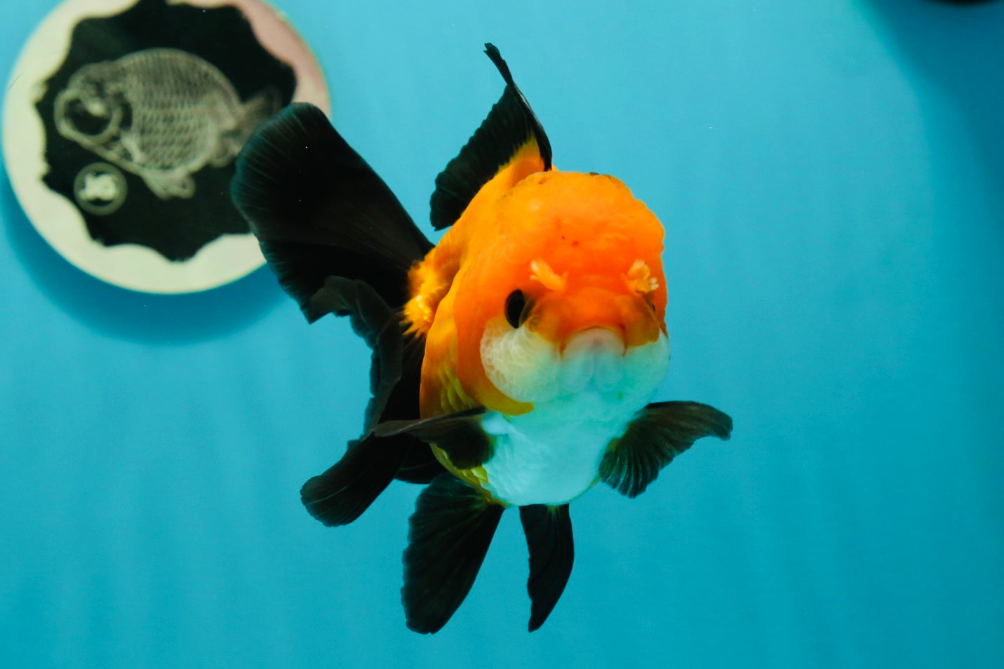 Apache (Black Orange) Oranda Female 4.5 inches #110124OR_05