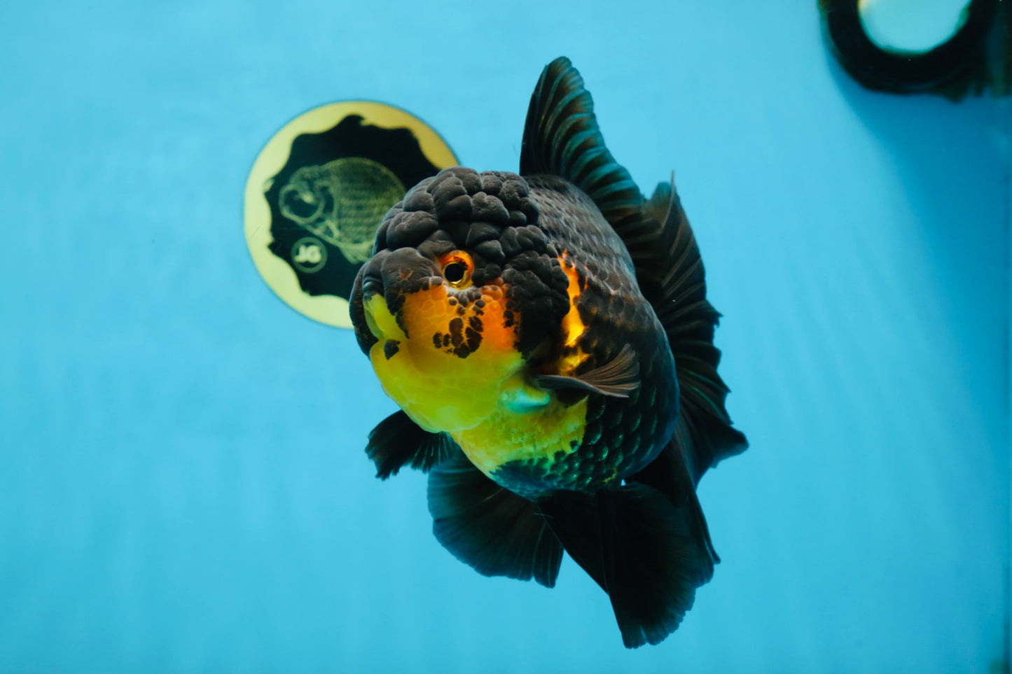 A Grade SPECIAL Apache Oranda Female 6-6.5 inches #091225OR_09