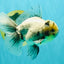 AAA Grade White Marble Oranda Male 5.5 inches #070626OR_23