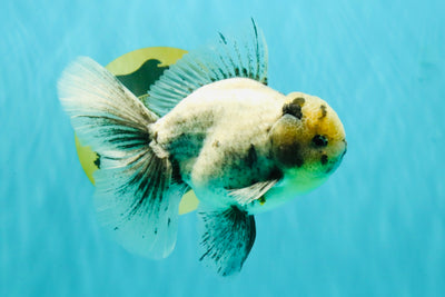AAA Grade White Marble Oranda Male 5.5 inches #070326OR_23