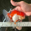 Cheeky Red White Oranda Female 5-5.5 inches #110124OR_02