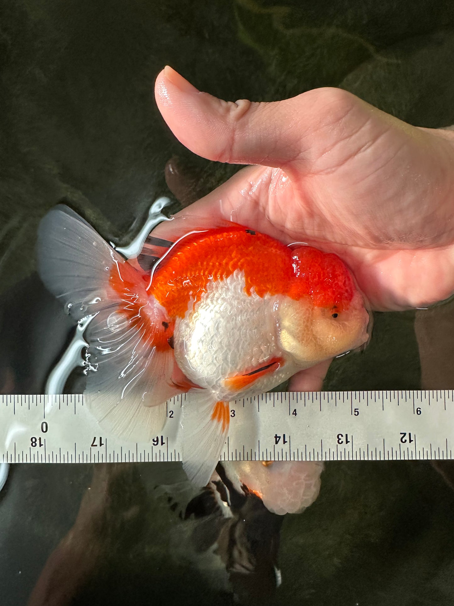 Cheeky Red White Oranda Female 5-5.5 inches #110124OR_02