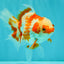 A Grade Red White Oranda Female 5.5  inches #070626OR_22