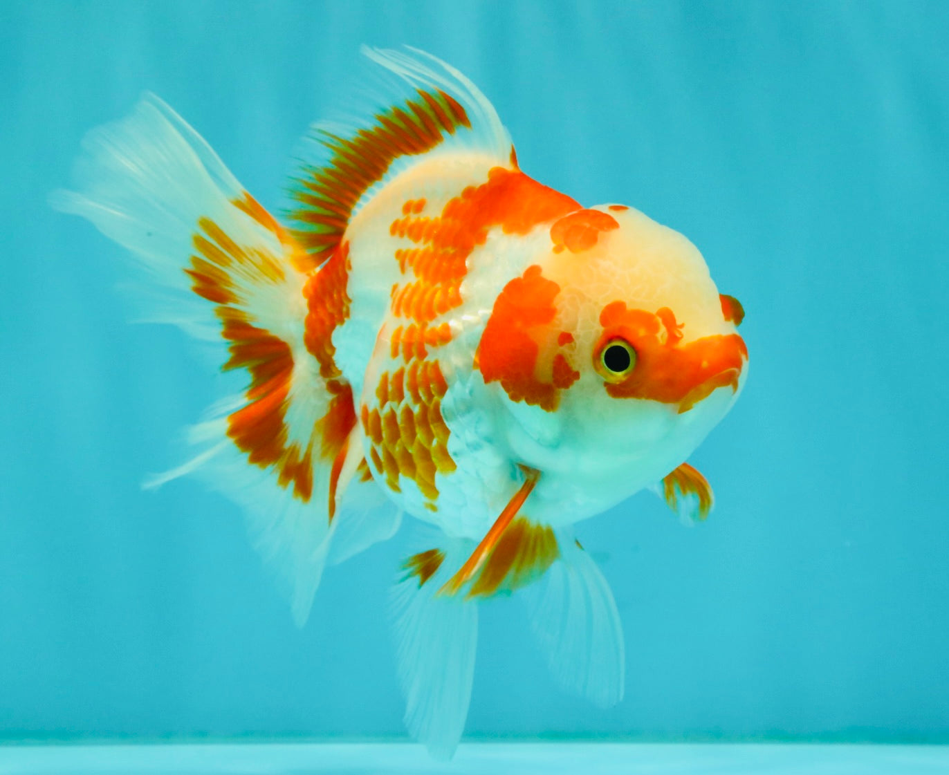 A Grade Red White Oranda Female 5.5  inches #070626OR_22