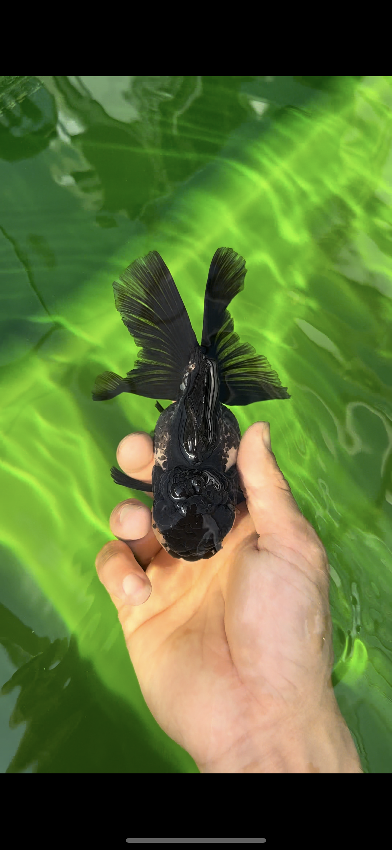 🐼 Panda Oranda Female 4.5-5 inches #0517OR_04