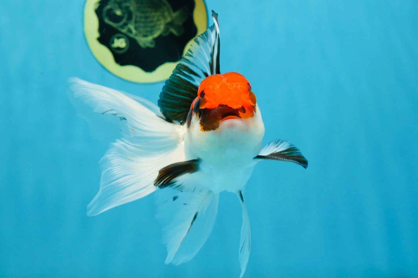 Tricolor Oranda Male 5-5.5 inches #091225OR_26