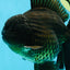 AAA Grade Young Godzilla Black Oranda Male 5.5 inches #050925OR_53
