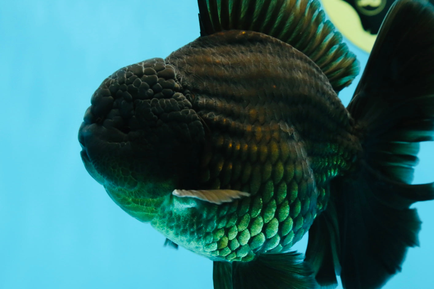 AAA Grade Young Godzilla Black Oranda Male 5.5 inches #050925OR_53
