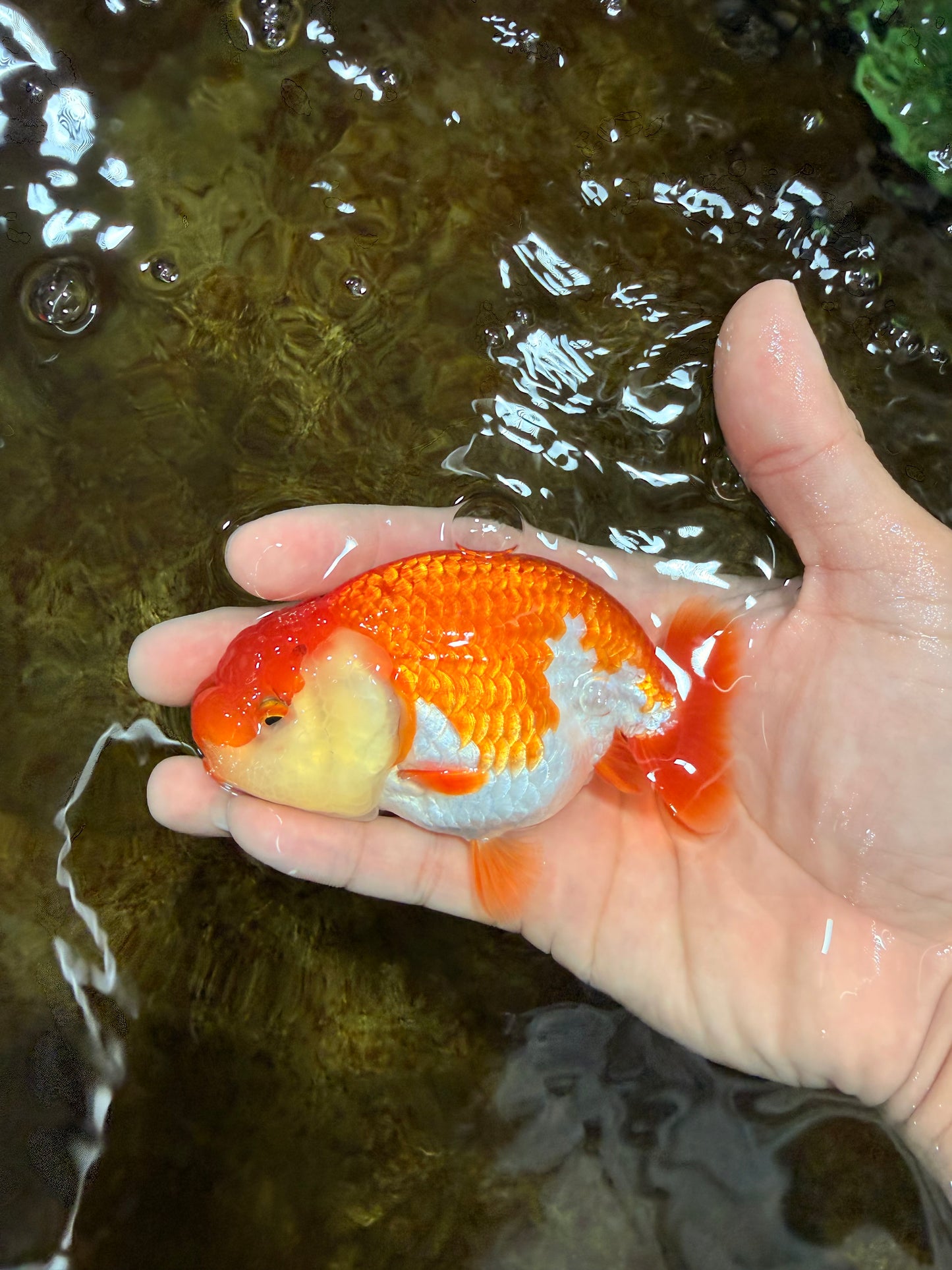 A Grade Red White LionQueen 4 inches #112125LC_06