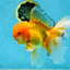 AAA Grade Orange Oranda Male 6.5 inches #062725OR_16