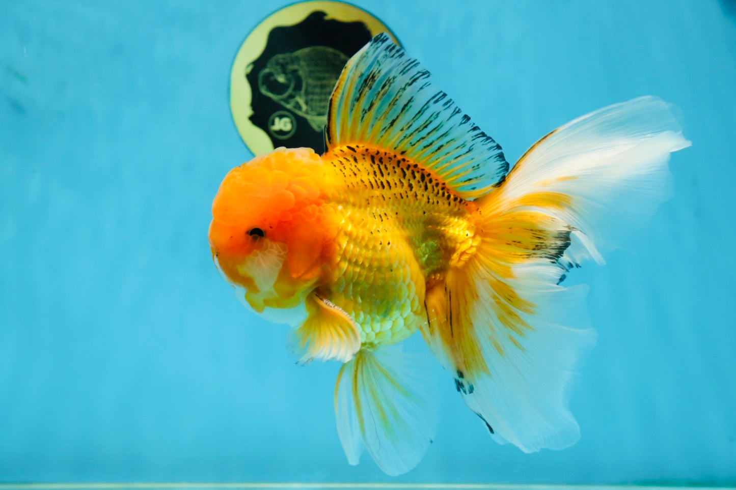 AAA Grade Orange Oranda Male 6.5 inches #062725OR_16