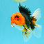 A Grade Red Head Tricolor Oranda Male 5-5.5 inches #031326OR_26